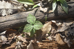 Trillium maculatum