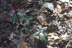 Trillium maculatum