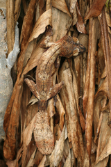 Common Flat-Tail Gecko photo 2