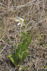 Fritillaria liliacea