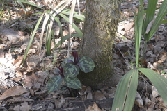 Trillium maculatum
