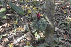 Trillium maculatum