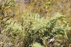 Pteridium aquilinum capense