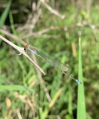 Pseudagrion acaciae