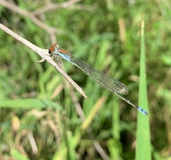 Pseudagrion acaciae