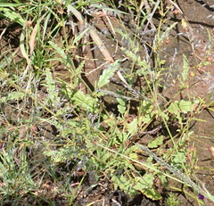 Hermannia coccocarpa