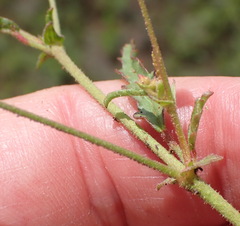 Hermannia coccocarpa