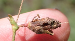 Hermannia coccocarpa