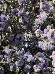 Ceanothus rigidus