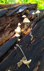 Mycena arcangeliana