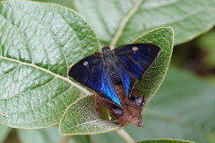 Penaincisalia browni