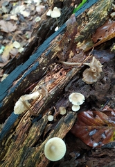 Mycena arcangeliana