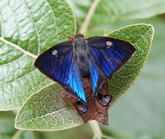 Penaincisalia browni