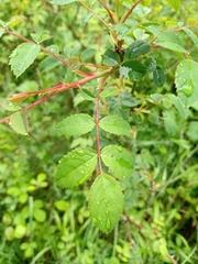 Rosa arvensis