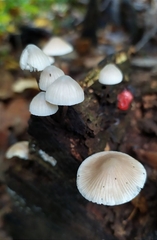 Mycena arcangeliana