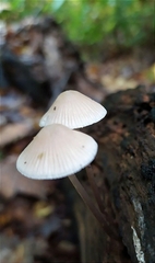 Mycena arcangeliana