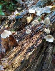 Mycena arcangeliana