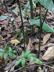 Chamaeleonidae