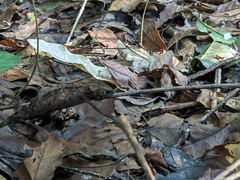 Chamaeleonidae