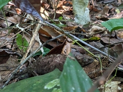 Chamaeleonidae