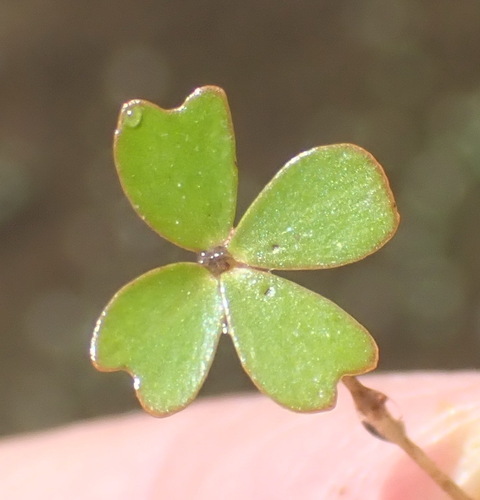 Marsilea macrocarpa (Marsilea macrocarpa)