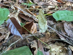 Chamaeleonidae