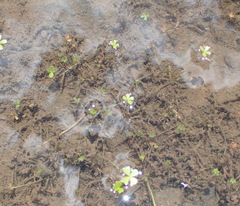 Marsilea macrocarpa