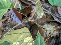 Chamaeleonidae