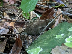 Chamaeleonidae