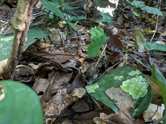 Chamaeleonidae