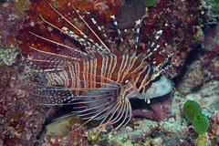 Pterois antennata