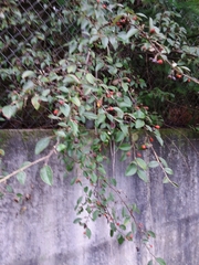 Cotoneaster