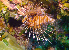 Pterois antennata