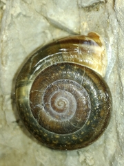 Campylaea illyrica