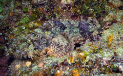 Scorpaenopsis oxycephalus
