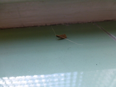 Adelidae