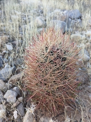 Echinomastus johnsonii