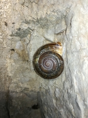 Campylaea illyrica