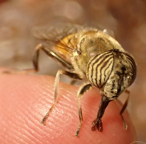 Stripe-eyed Lagoon Fly