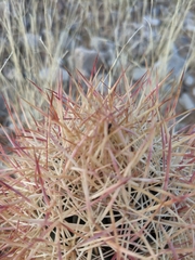 Echinomastus johnsonii