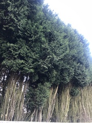 Cupressus × leylandii