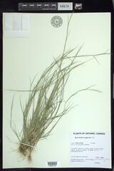 Sporobolus neglectus