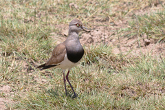 Vanellus melanopterus