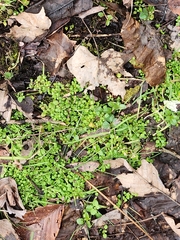 Floerkea proserpinacoides