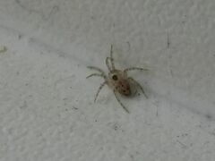 Oecobius maculatus