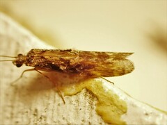 Hydrobiosidae