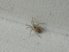 Oecobius maculatus
