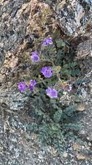 Phacelia crenulata