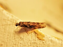 Hydrobiosidae