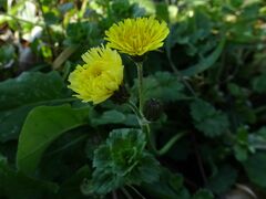 Crepis sancta